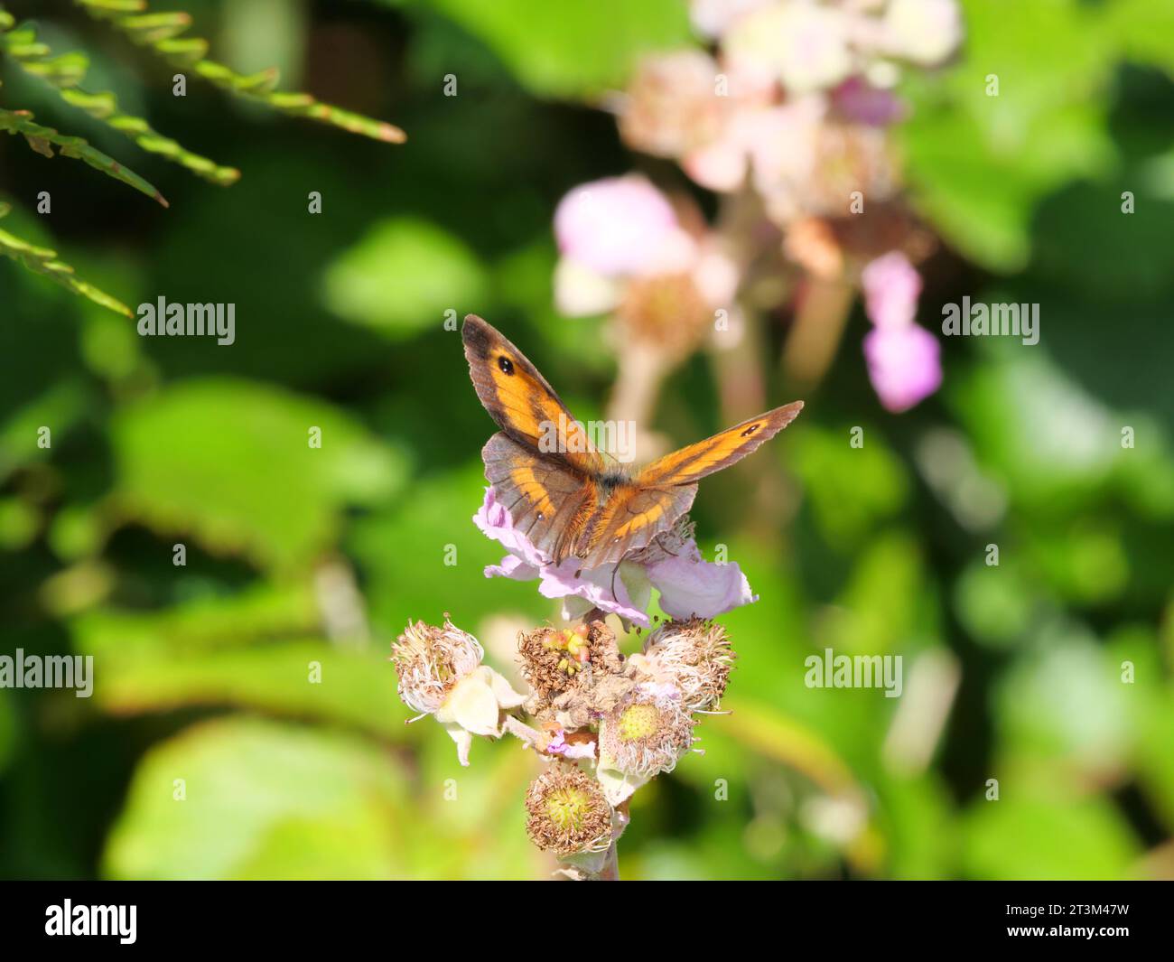 Farfalla gatekeeper o Chedge Brown (Pyronia tithonus) della famiglia delle farfalle nobili (Nymphalidae) Foto Stock