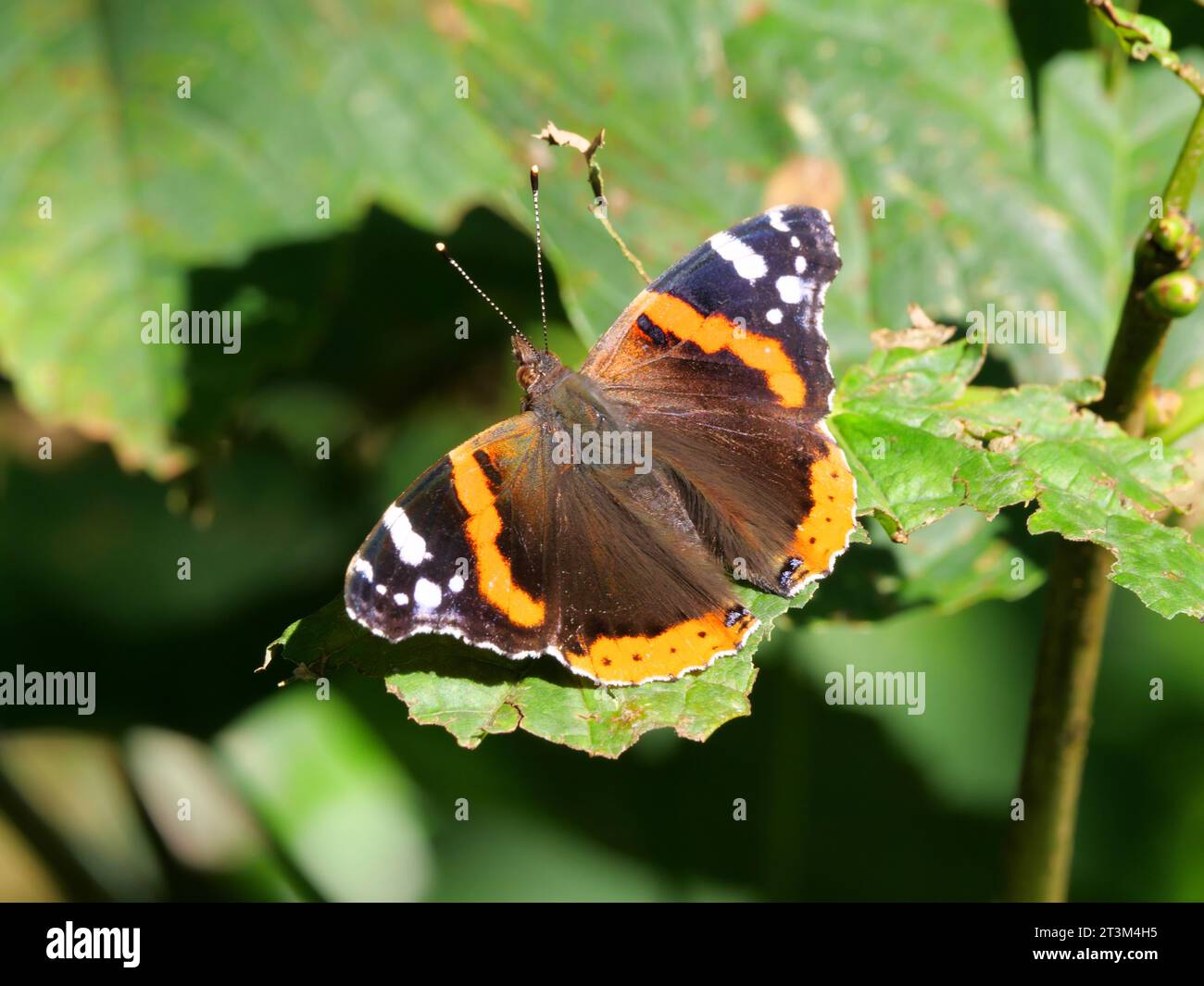 Una farfalla rossa dell'ammiraglio Vanenessa atalanta siede su foglie verdi e si riscalda al sole Foto Stock