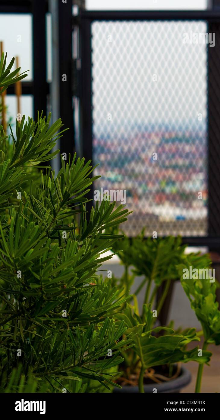piante verdi all'aperto che abbelliscono il cortile Foto Stock