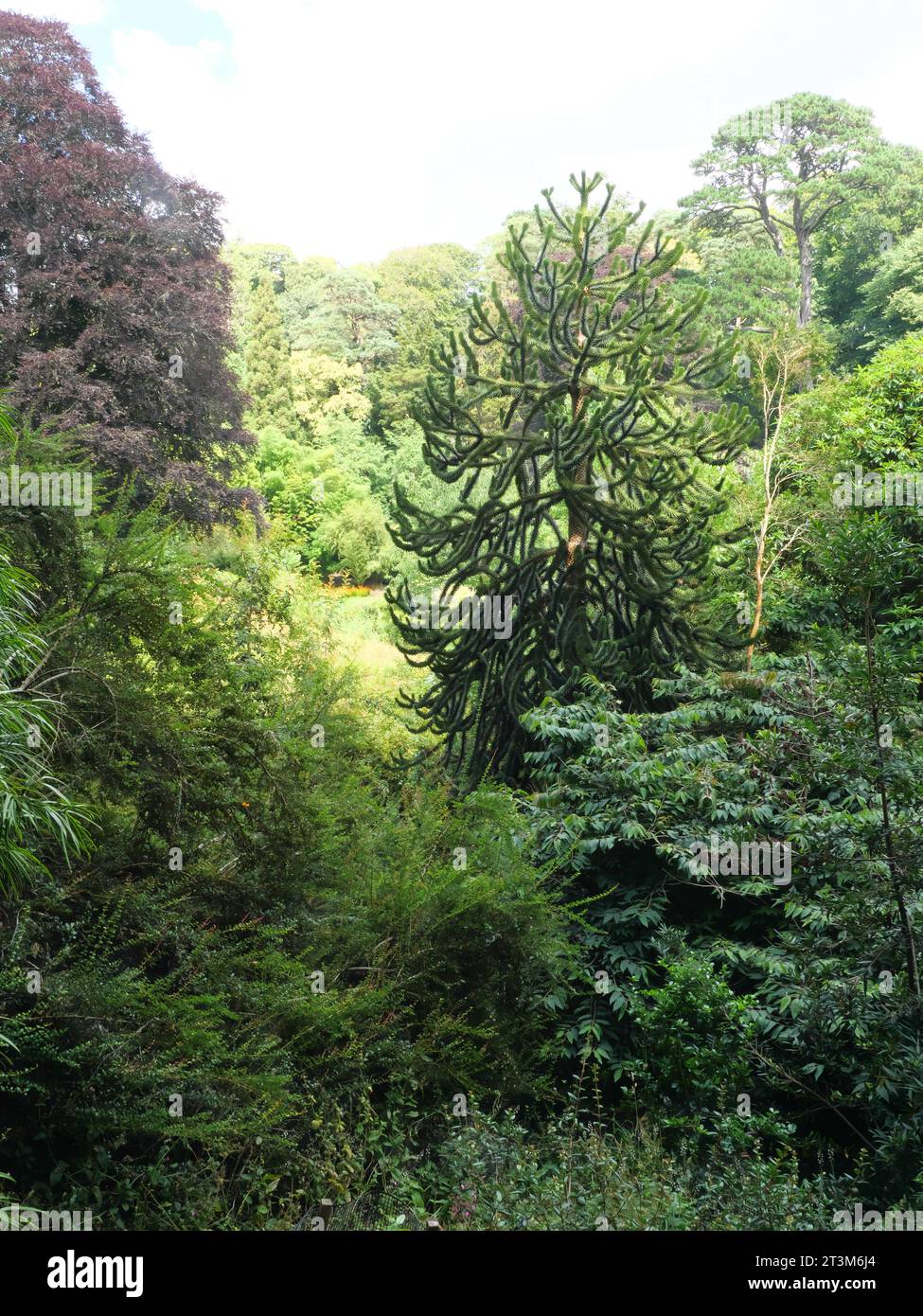 Felci, palme e altre piante tropicali che crescono in un burrone a Trebah Garden, Cornovaglia, Inghilterra Foto Stock