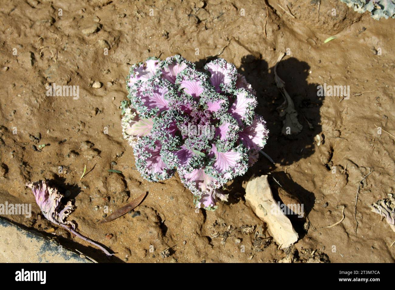 Kale ornamentale viola (Brassica oleracea var. Sabellica) su terreno umido: (Pix Sanjiv Shukla) Foto Stock