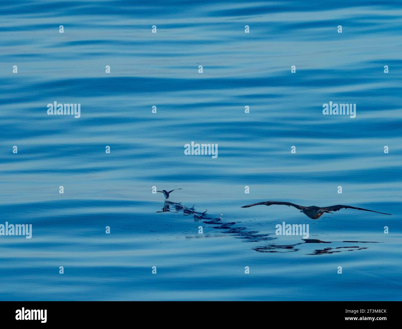 Red Footed booby, Sula sula, caccia di pesci volanti, esocoetidae, su mari vetrosi al largo della costa settentrionale della nuova Guinea, Papua Occidentale Foto Stock
