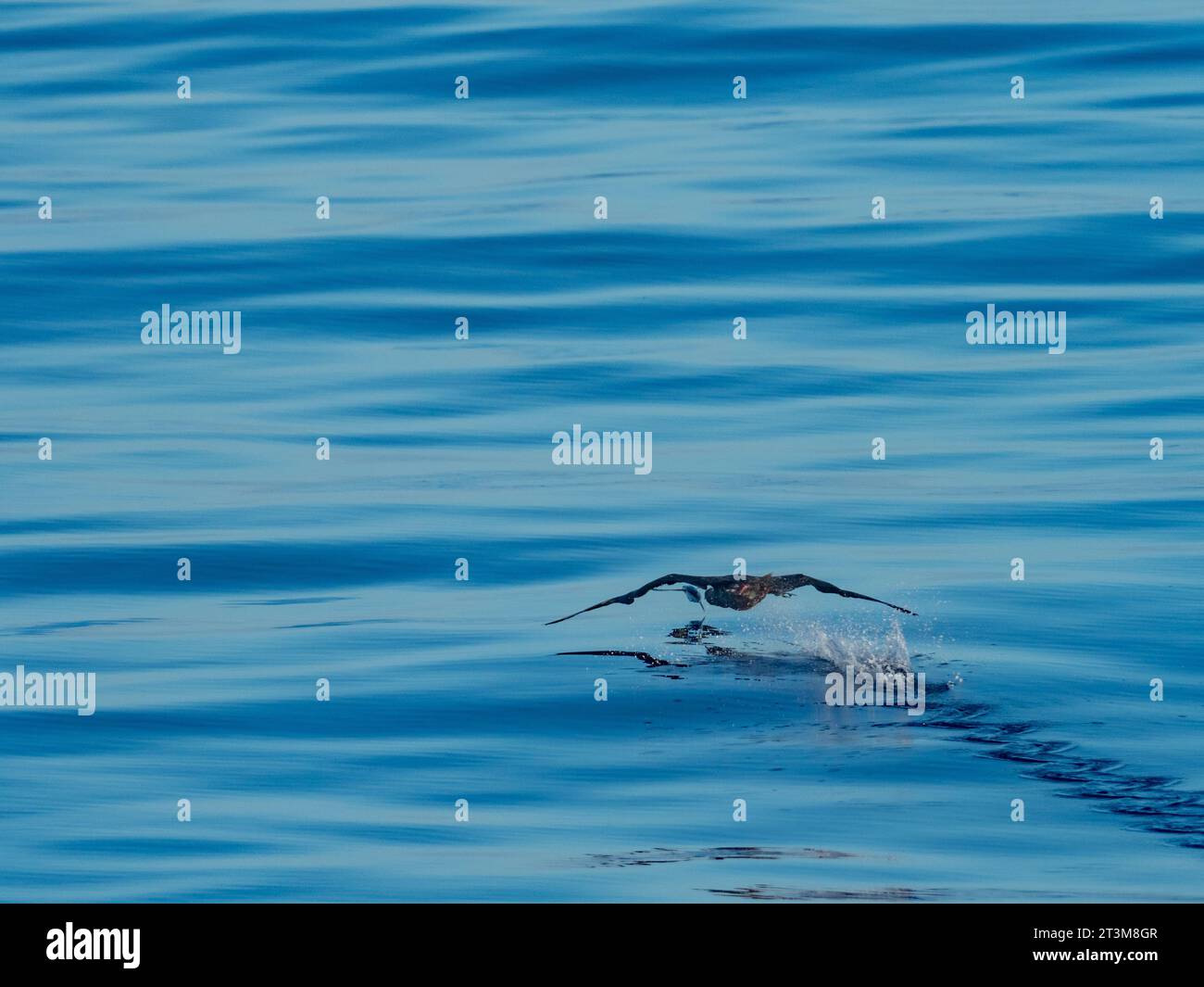 Red Footed booby, Sula sula, caccia di pesci volanti, esocoetidae, su mari vetrosi al largo della costa settentrionale della nuova Guinea, Papua Occidentale Foto Stock