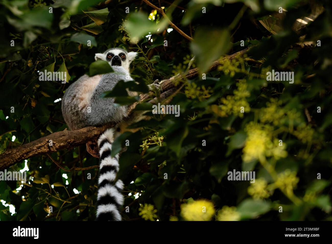 Lemuro sull'albero. Foto Stock