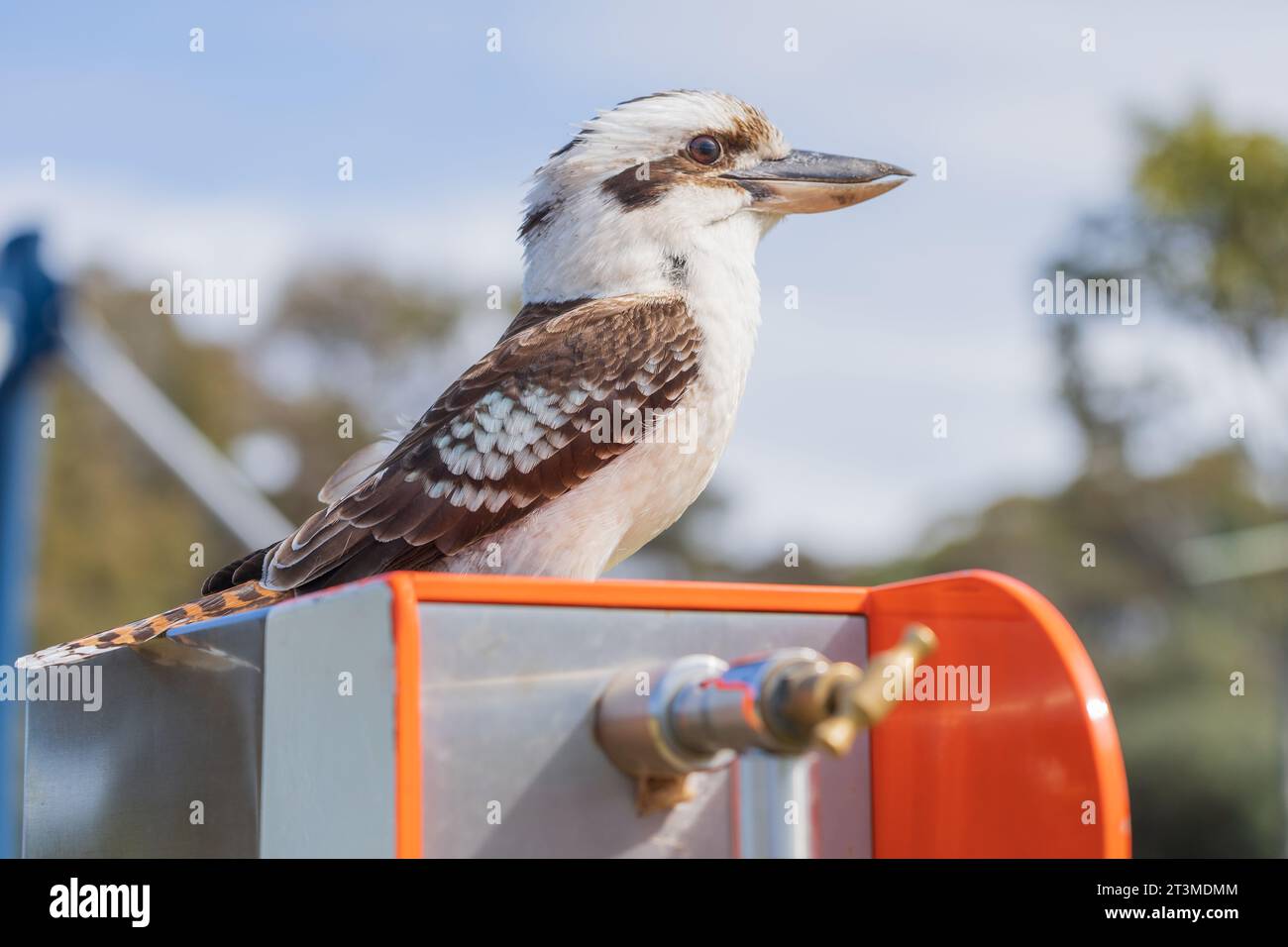 Un Kookaburra australiano seduto su un rubinetto a Fingal Bay nel nuovo Galles del Sud, Australia Foto Stock