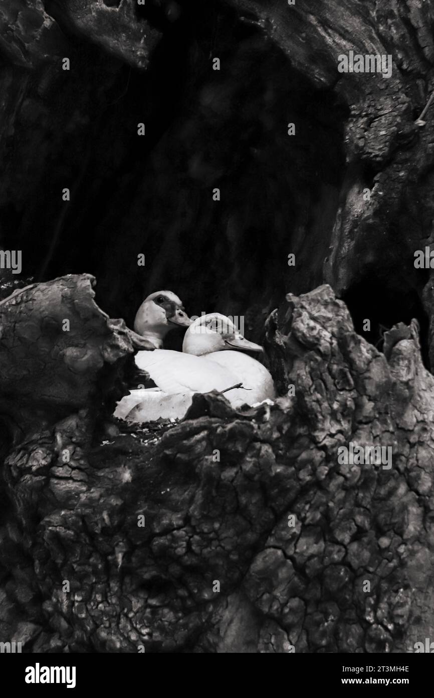 Nero e bianco primo piano anatra domestica in un nido vuoto in un albero a Rodini Park, Rodi, Grecia Foto Stock