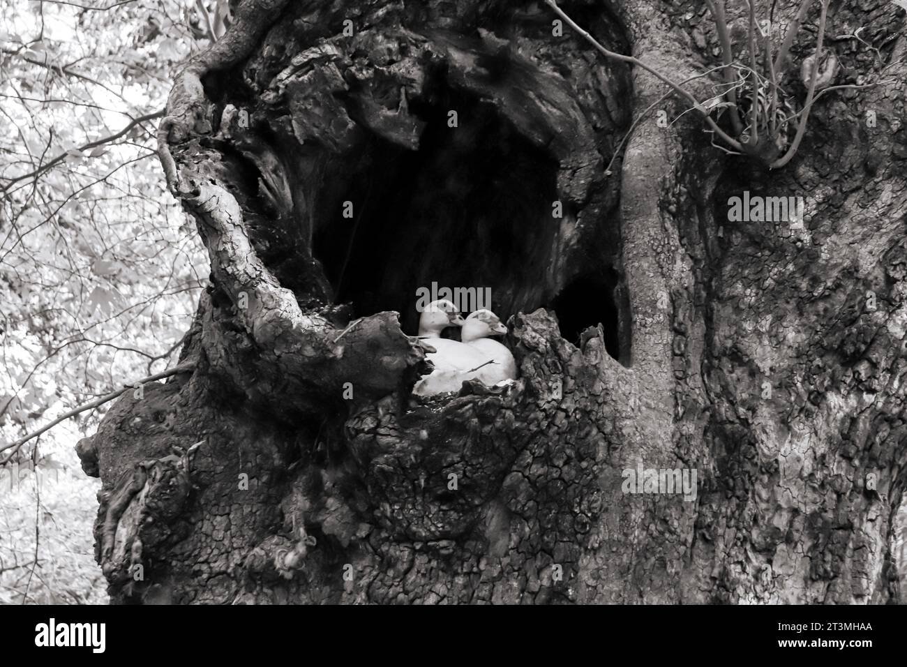 Nero e bianco primo piano anatra domestica in un nido vuoto in un albero a Rodini Park, Rodi, Grecia Foto Stock