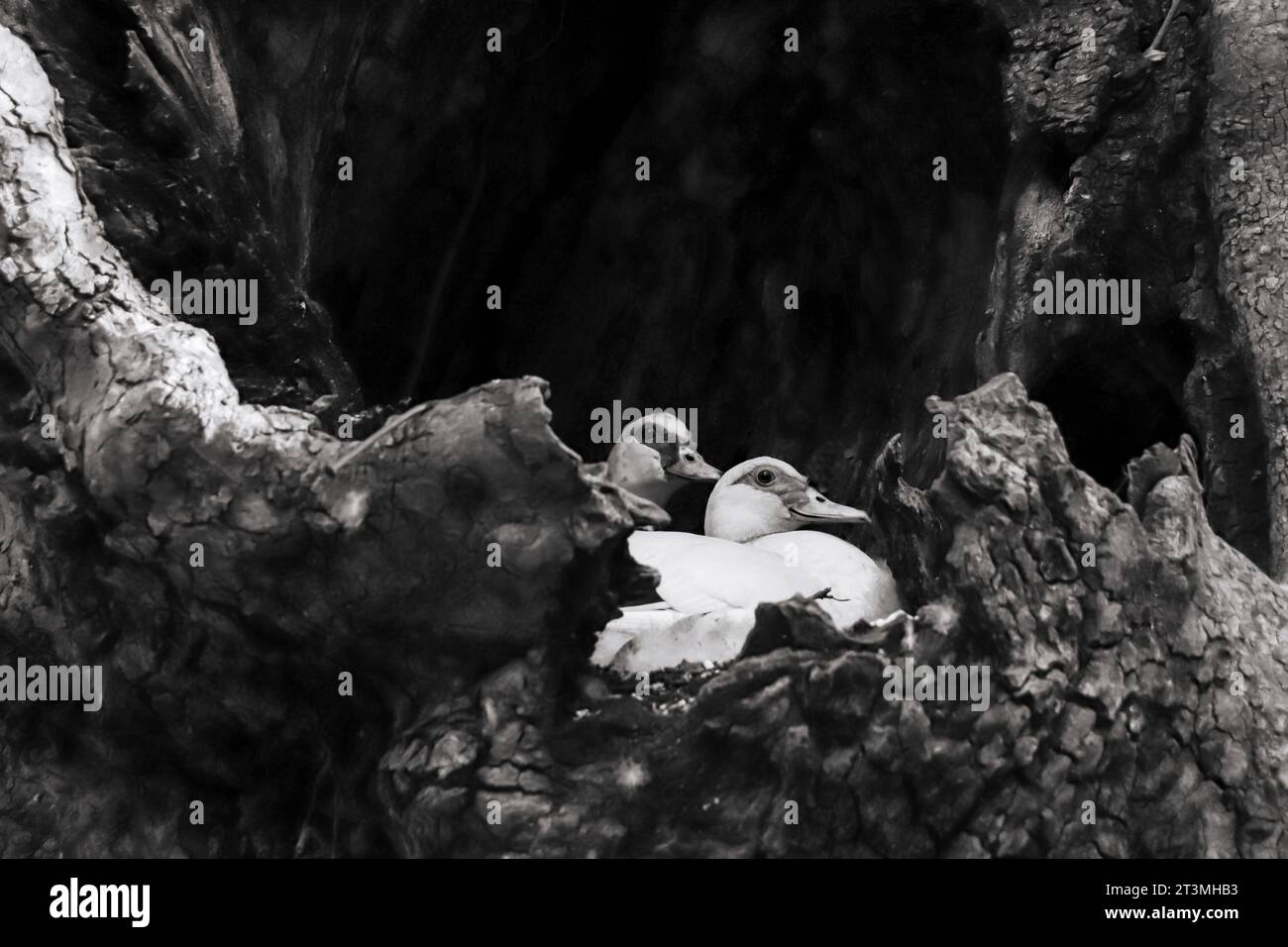 Nero e bianco primo piano anatra domestica in un nido vuoto in un albero a Rodini Park, Rodi, Grecia Foto Stock