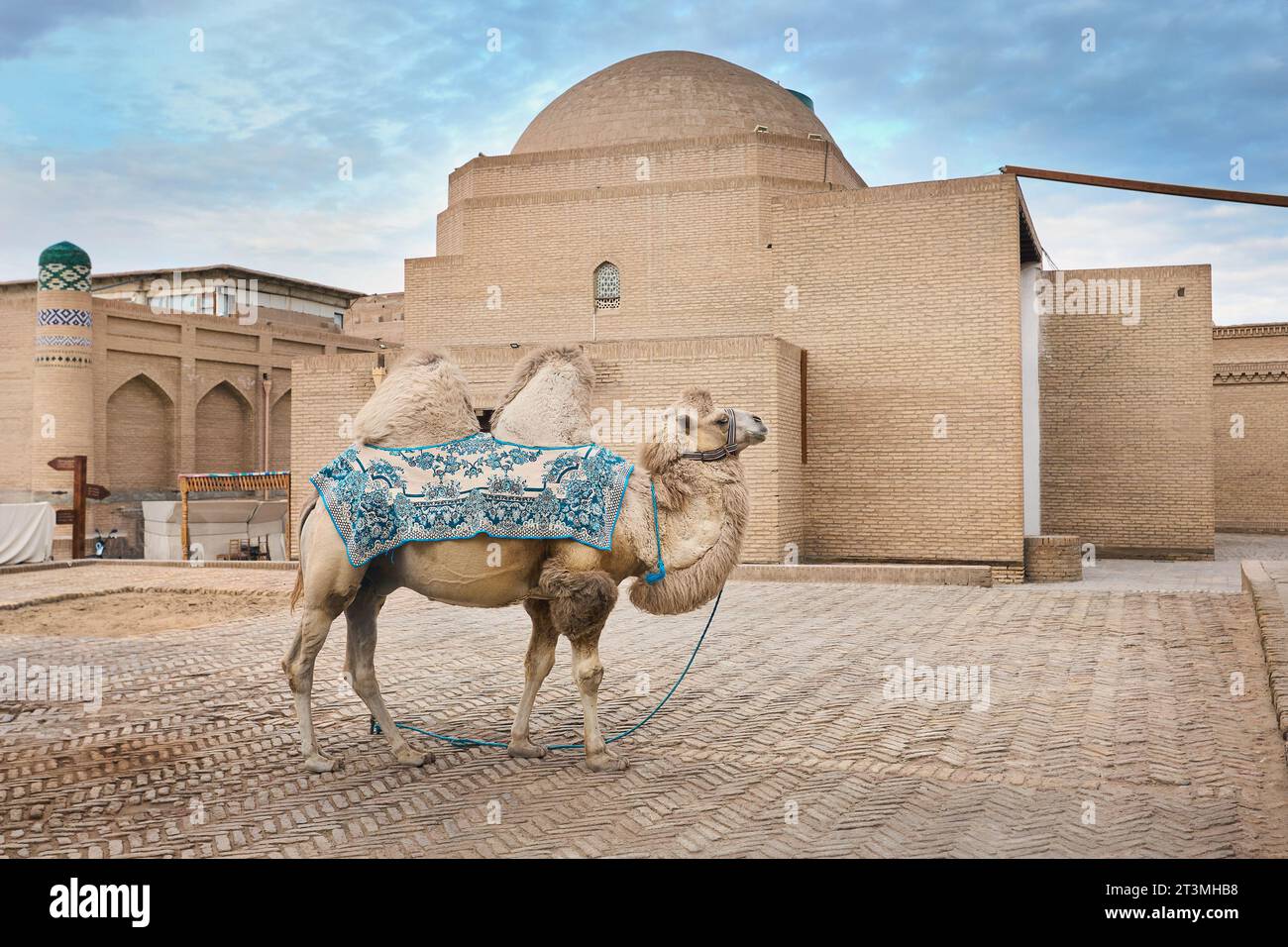 Cammello dell'Asia centrale coperto da un blnket orientale davanti all'Oldmadrasah a Khiva, Itchan kala, Uzbekistan Foto Stock