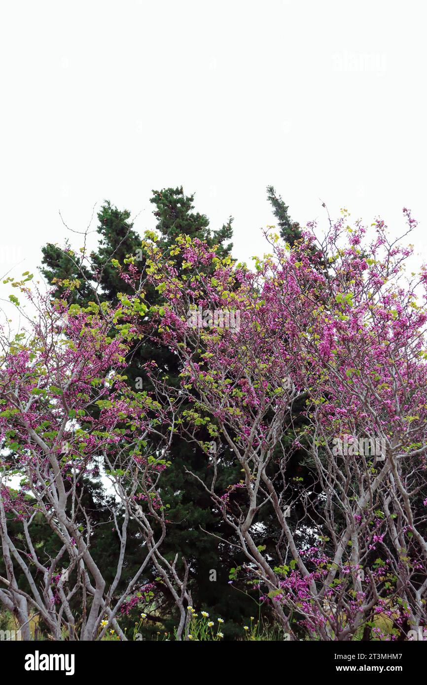 Cercis genere albero fiorito con fiori viola Foto Stock