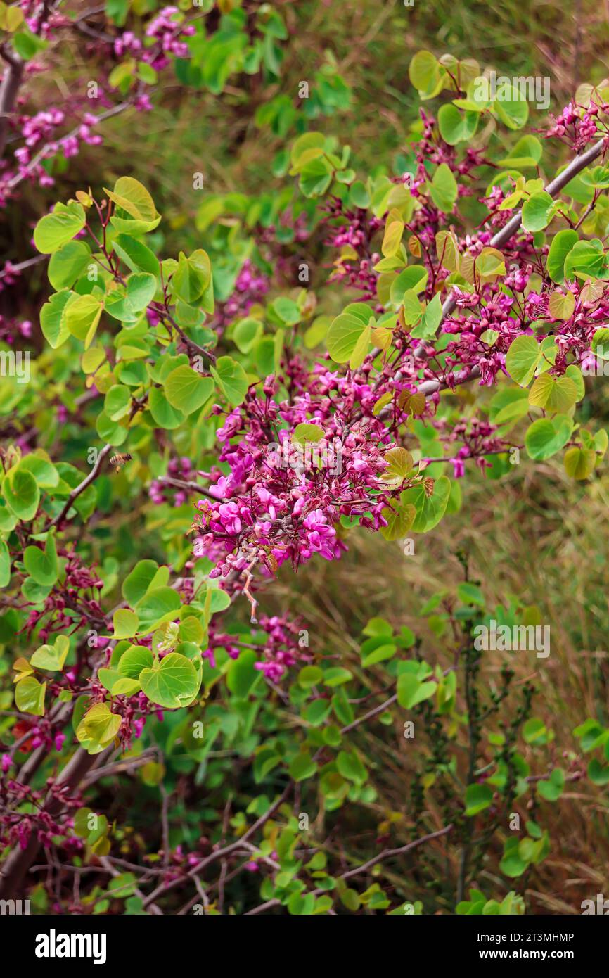 Consistenza di primo piano dell'albero viola cercis genere che fiorisce con i fiori Foto Stock