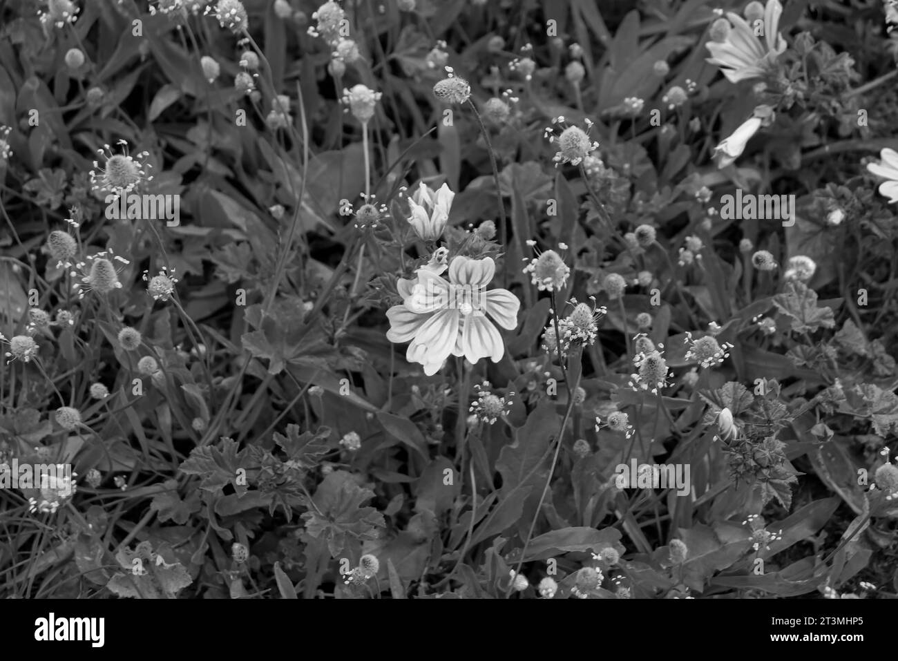 Primo piano dei fiori di Malva sylvestris in un lussureggiante campo verde in bianco e nero Foto Stock