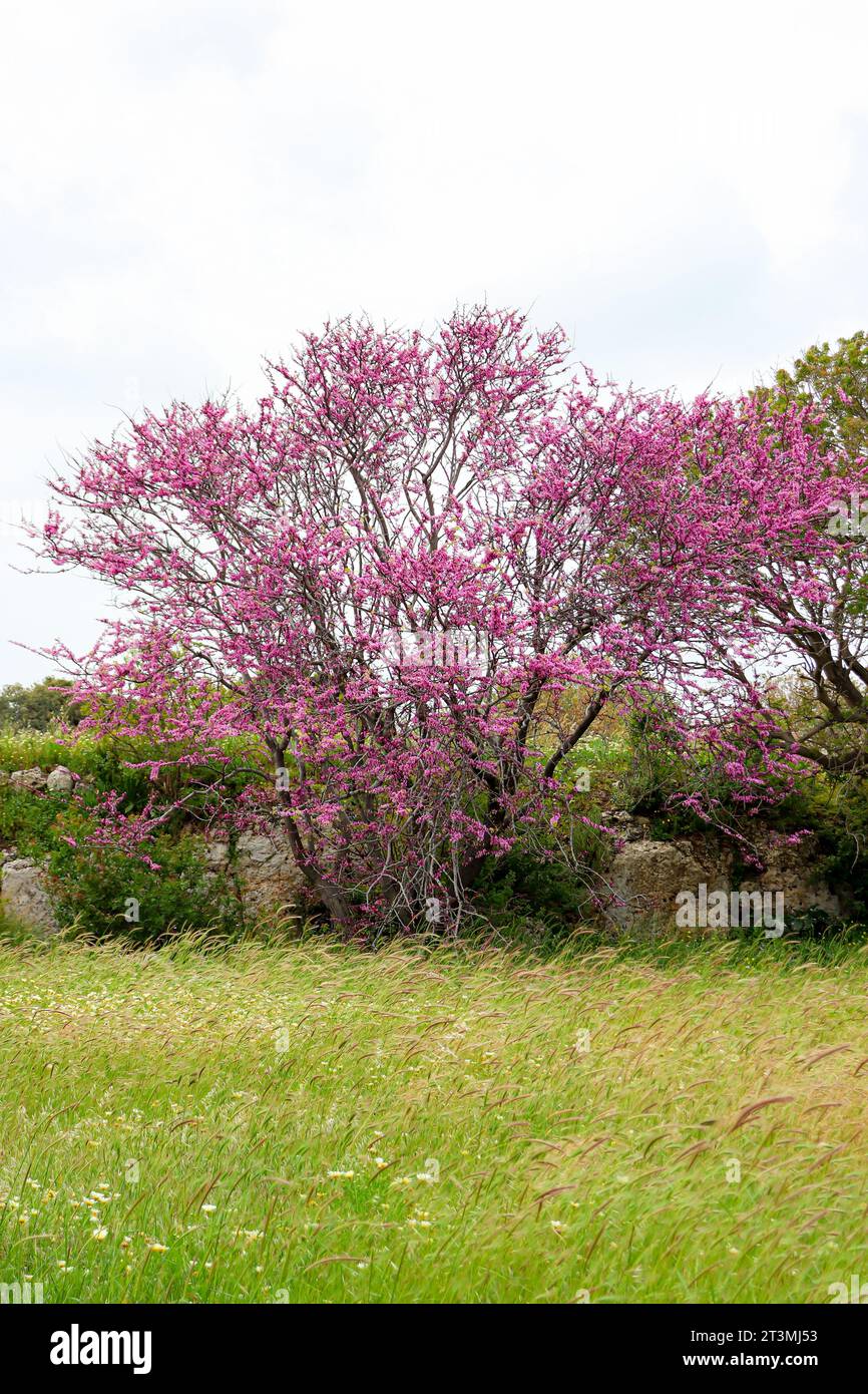 Cercis genere albero fiorito con fiori viola Foto Stock