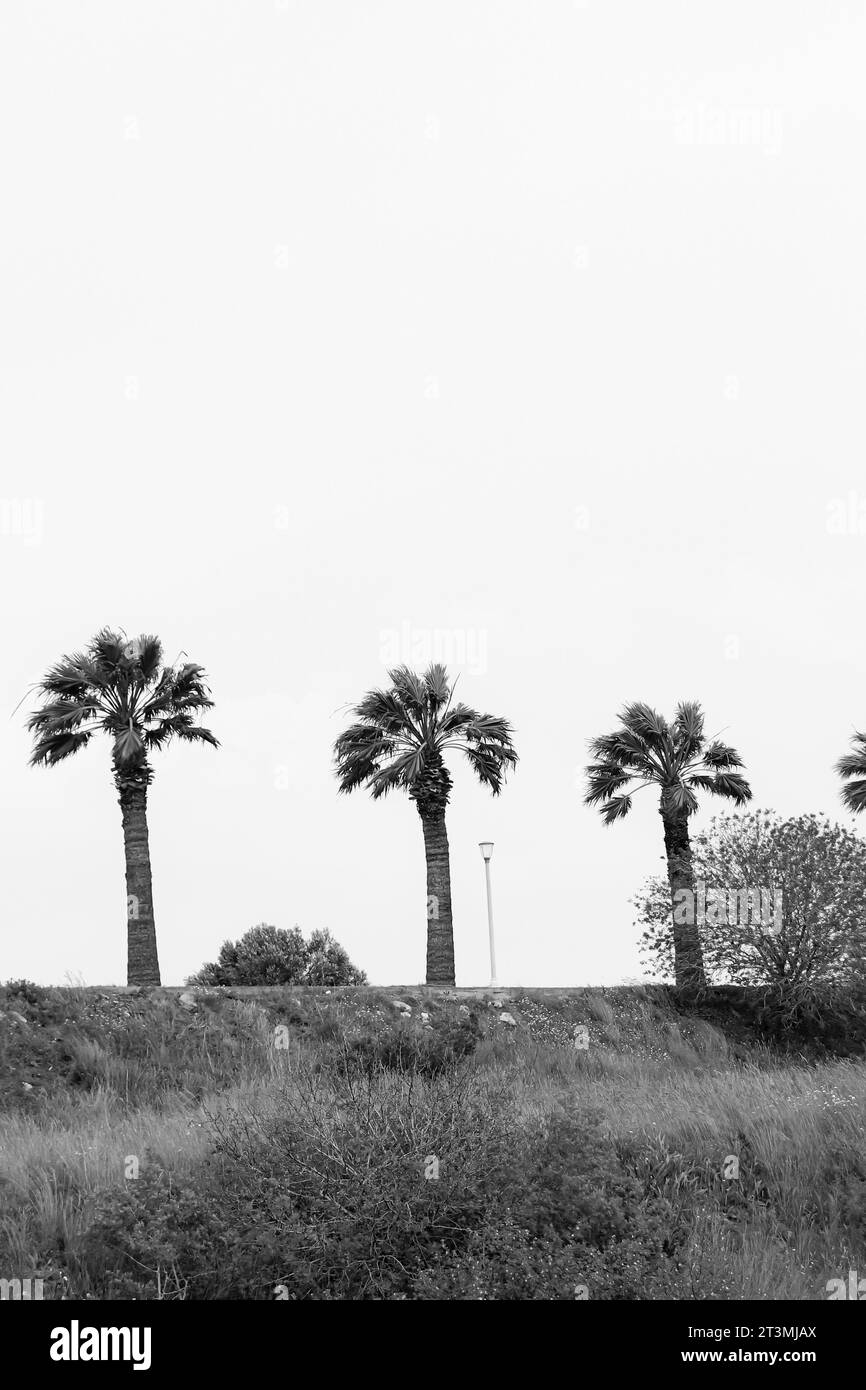 Palme bianche e nere che fiancheggiano una strada fuori da un campo verde Foto Stock