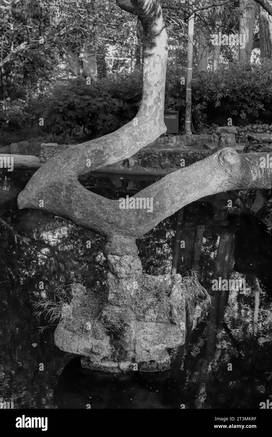 Tronco di alberi in stile giapponese che cresce dal fiume Rodini Park nella città di Rodi, in Grecia. bianco e nero Foto Stock