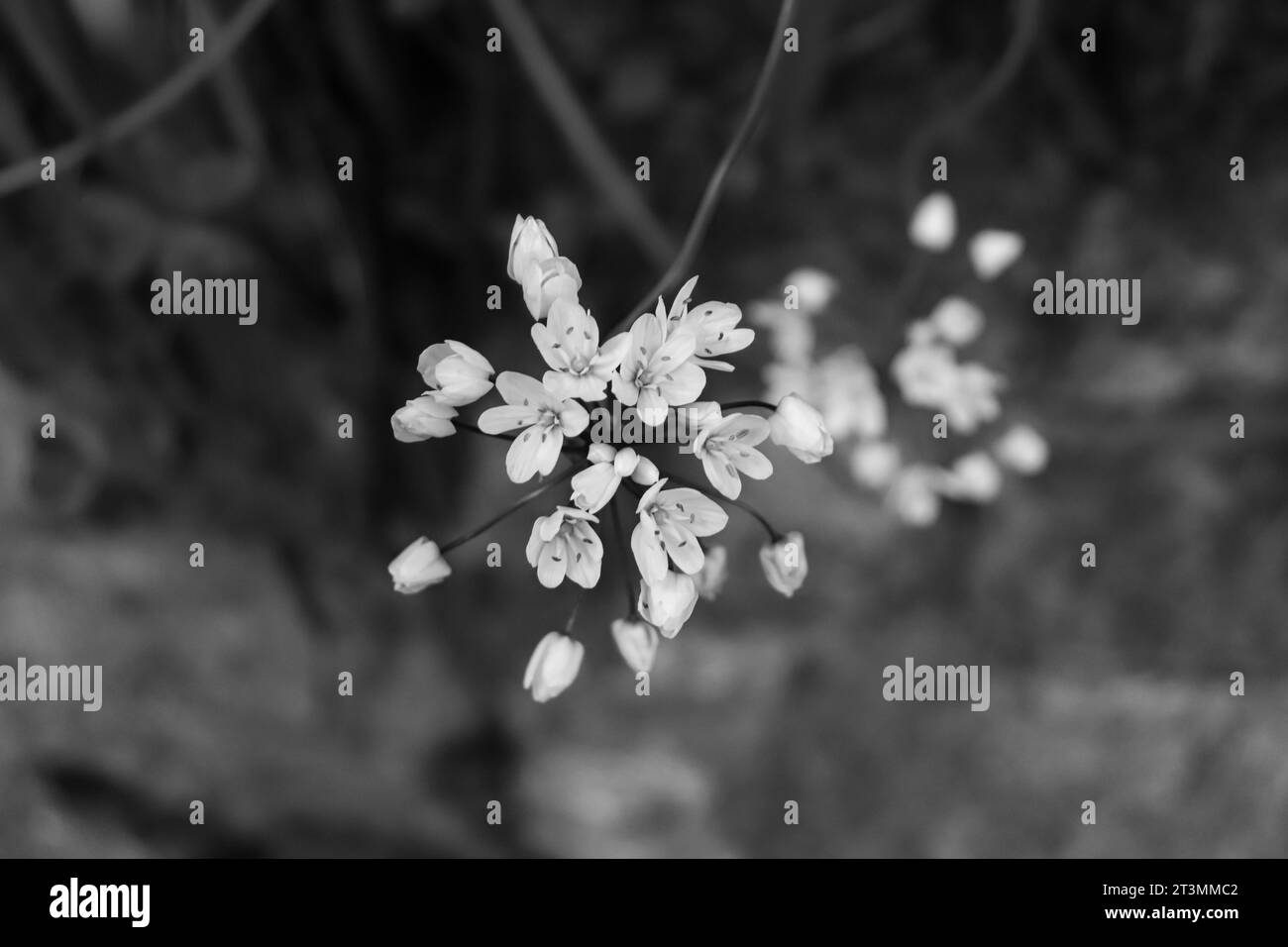 In bianco e nero Allium (Allium sativum) testa di fiori che coltiva l'aglio o la cipolla in primo piano con sfondo sfocato Foto Stock