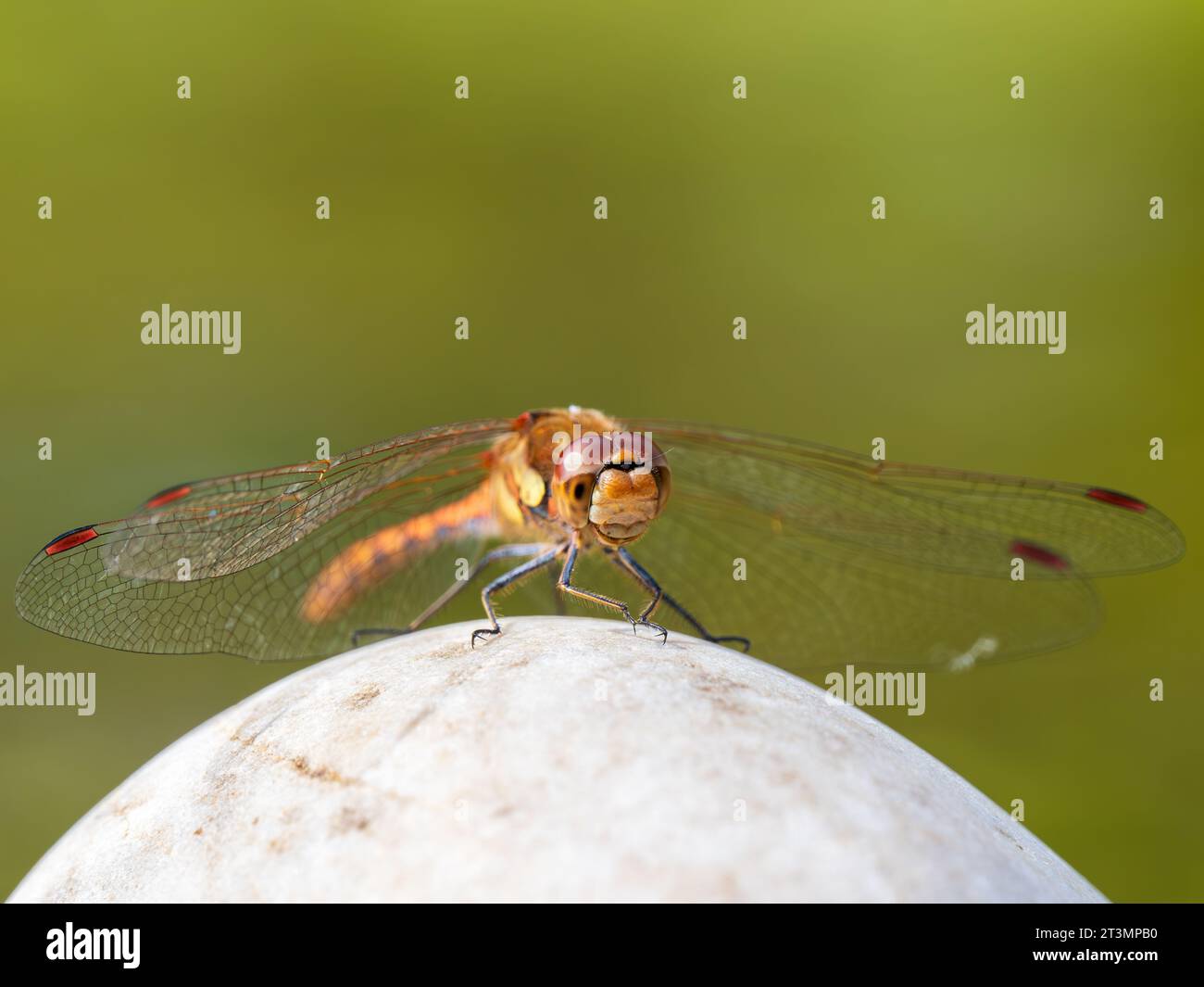 Comune di libellula Darter Foto Stock