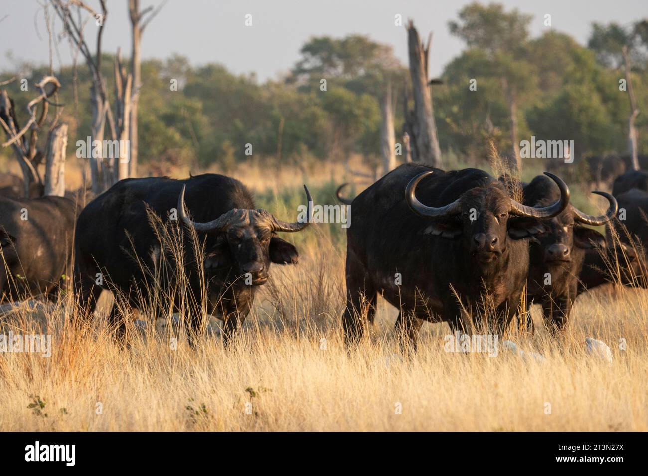 Bufali africani (Syncerus caffer), Delta dell'Okavango, Botswana. Foto Stock