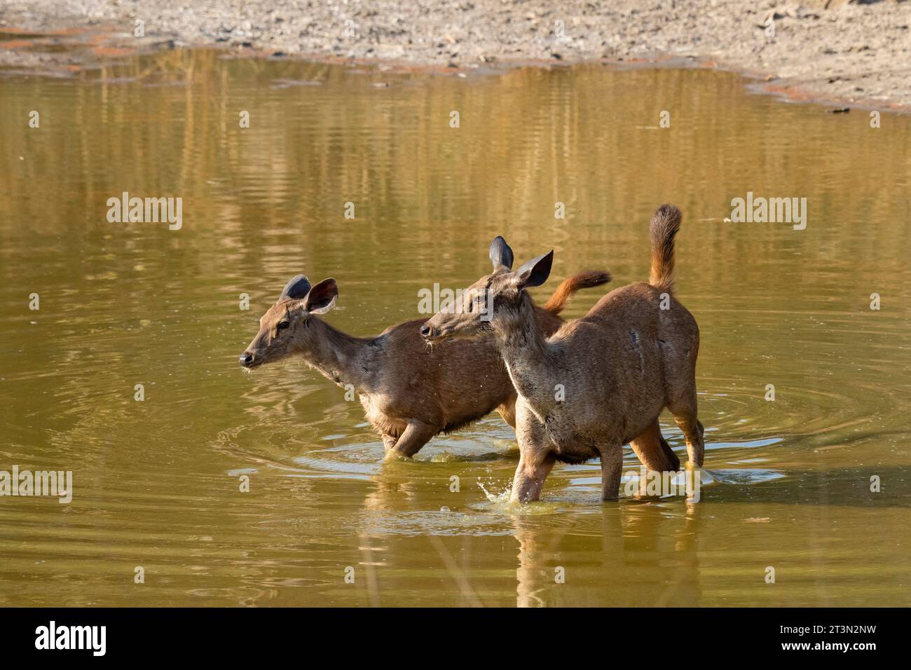 Bandhavgarh National Park, India. Foto Stock