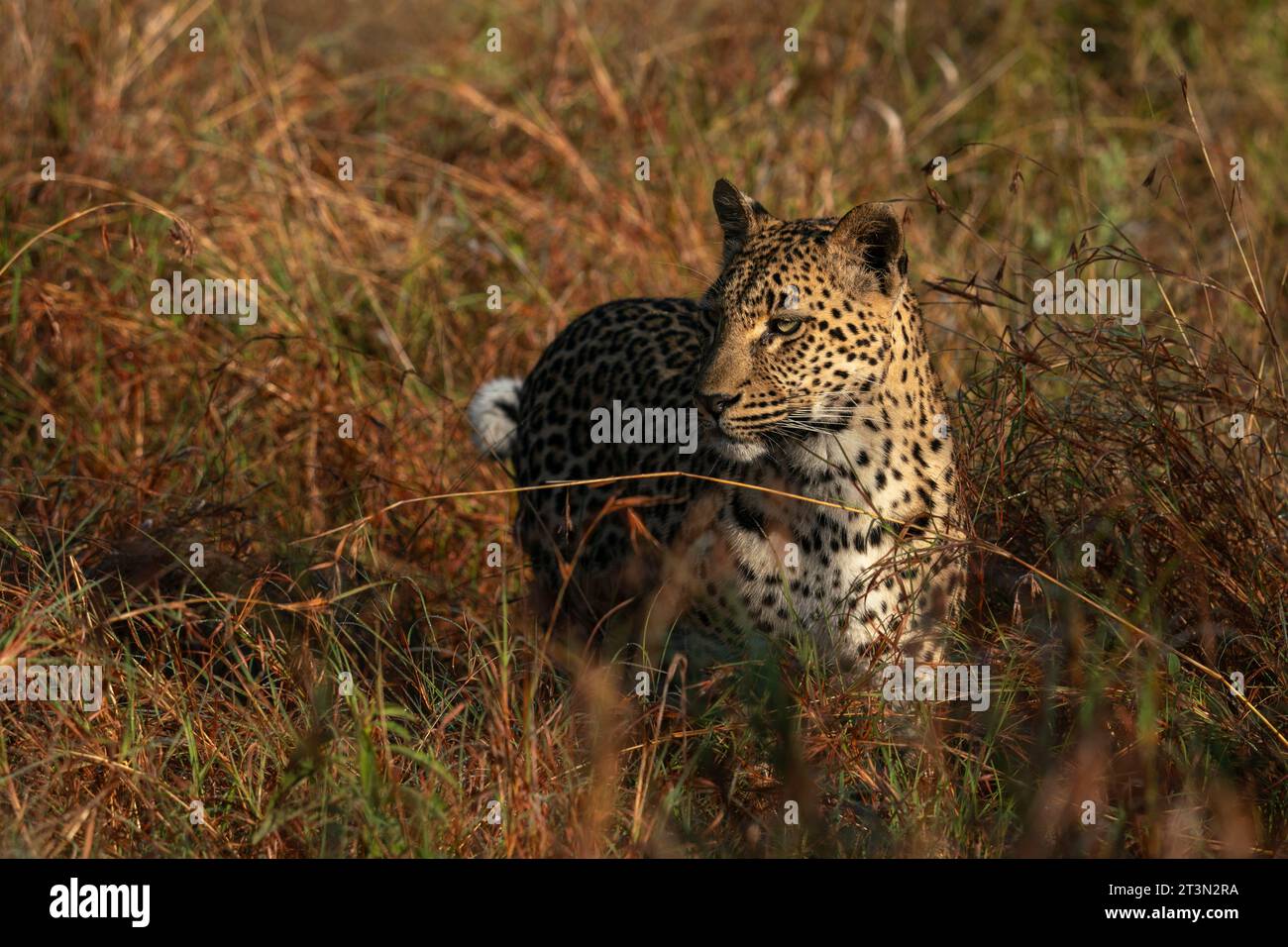 Leopardo (Panthera pardus), Sabi Sands Game Reserve, Sudafrica. Foto Stock