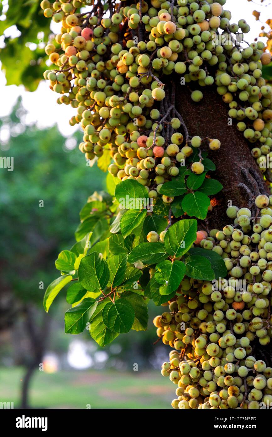 Grappoli di ficus racemosa, fichi selvatici che crescono direttamente dal corpo dell'albero. Foto Stock