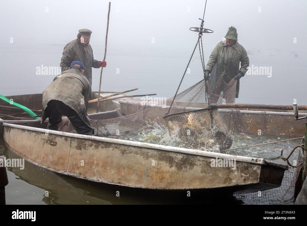 pesca autunnale di uno stagno, stagno drenato, pescatori durante le catture autunnali, nebbia su uno stagno pescato, pesca delle carpe Foto Stock