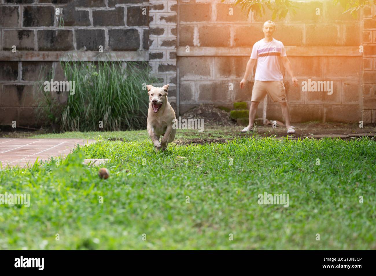 Divertiti a giocare fuori dal labrador Dog con il proprietario su erba verde Foto Stock