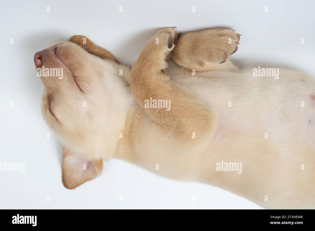 Simpatico cucciolo labrador addormentato capovolto con zampe incrociate Foto Stock