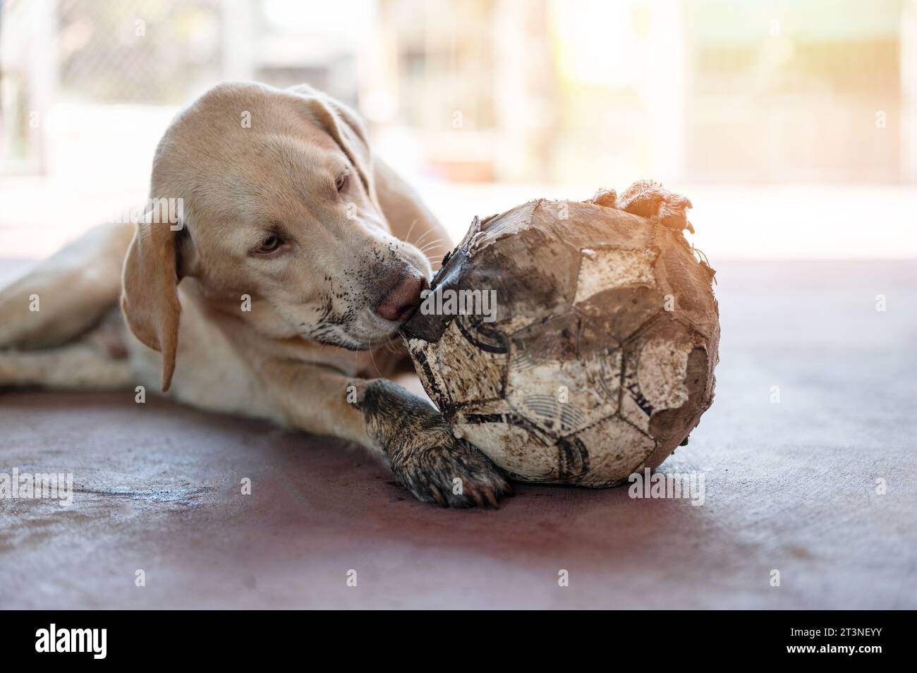 Divertente gioco di cani con la palla su sfondo luminoso e soleggiato Foto Stock