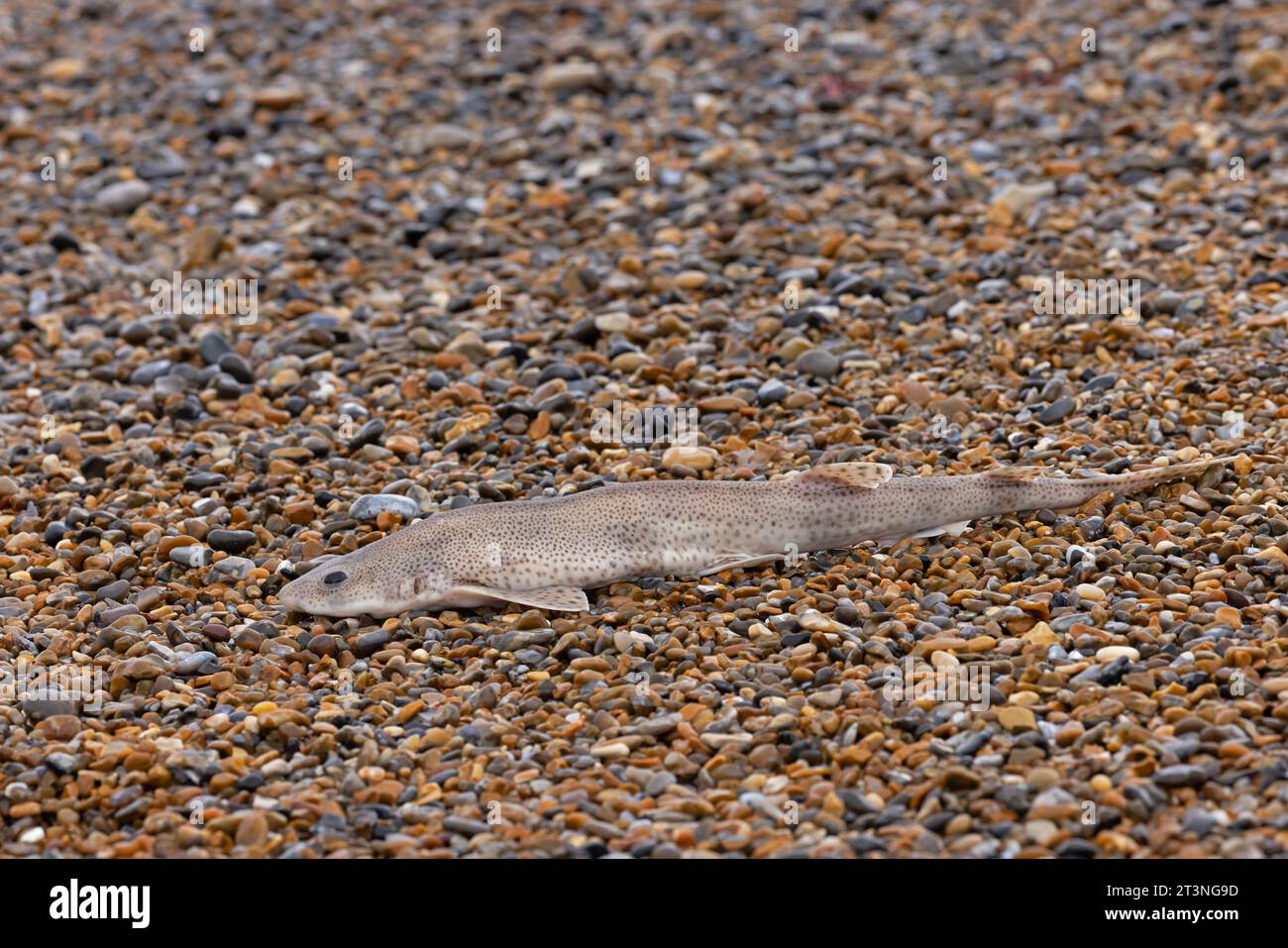 Pesce gattino avvistato (Scyliorhinus canicula) morto sulla spiaggia di Norfolk, ottobre 2023 Foto Stock