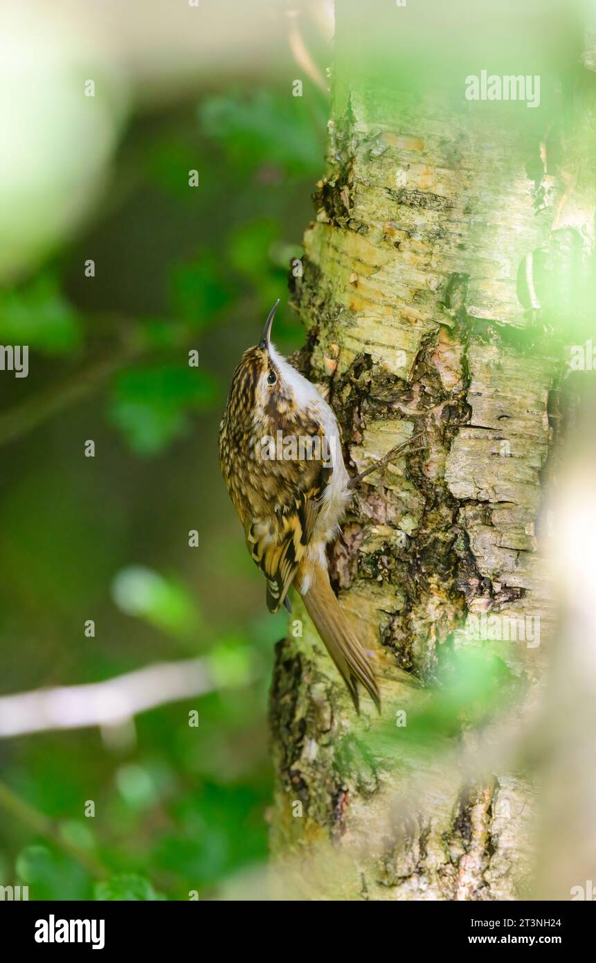 Tree Creeper, Certhia familiaris, scalare un albero nel bosco Foto Stock