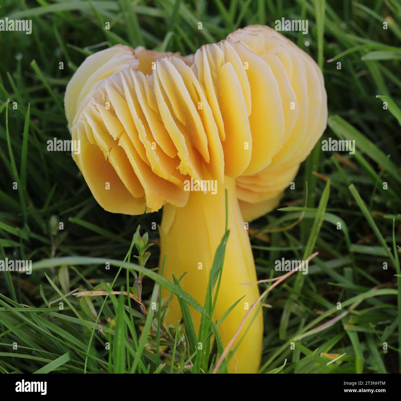 Tappo di cera oleoso - Hygrocybe quieta Foto Stock