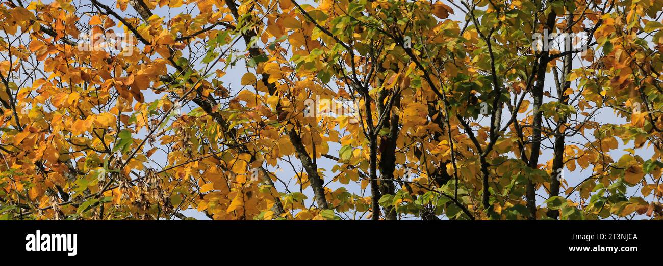 Testata autunnale dorata, foglie di faggio. Foto Stock