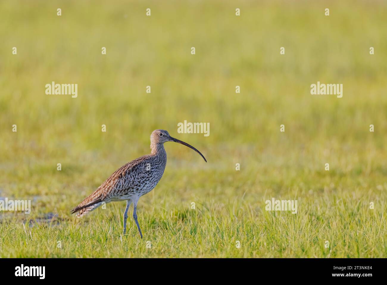 L'euroasiatico Curlew, Numenius arquata, sta cercando cibo Foto Stock