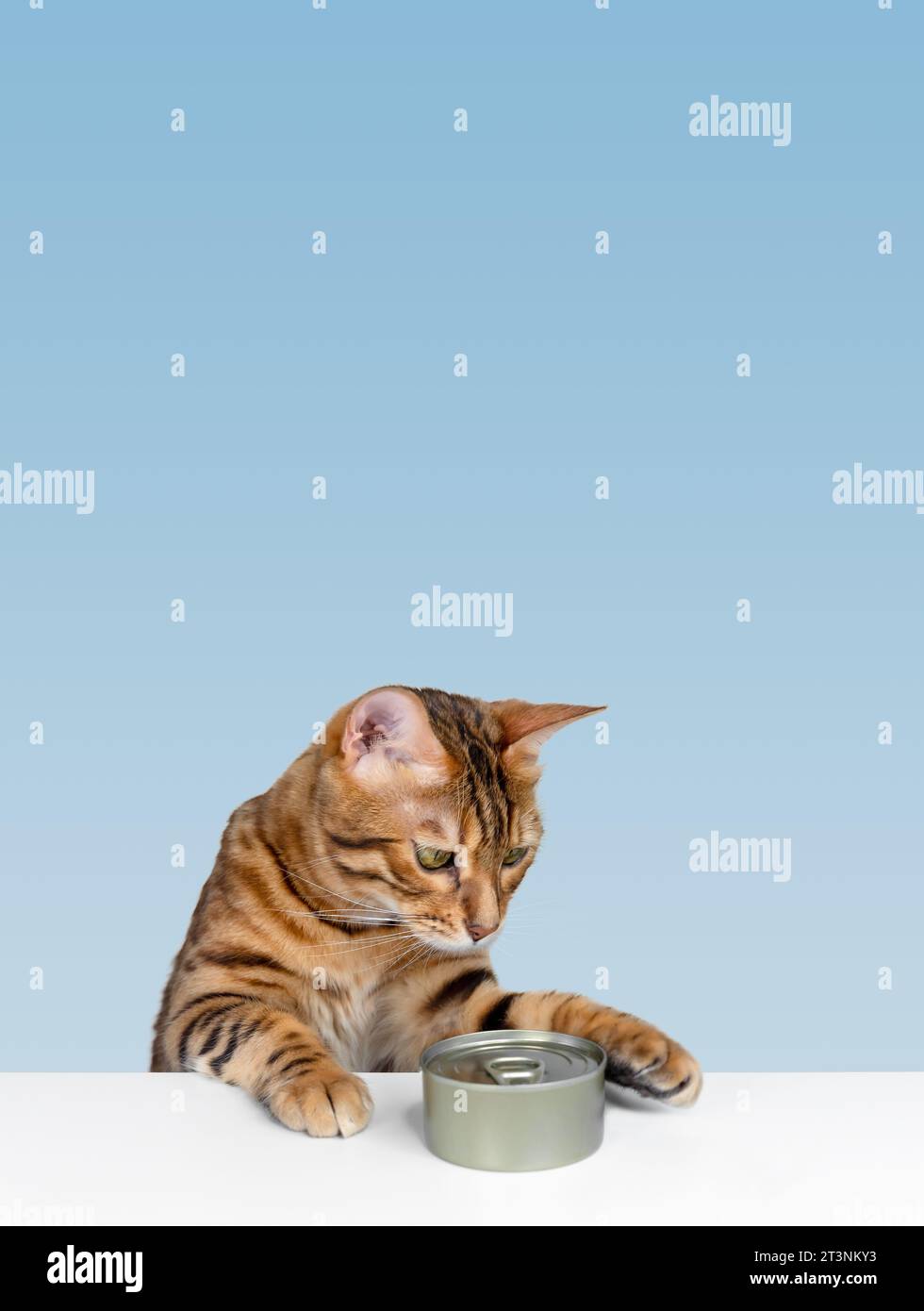 Gatto del Bengala e cibo per gatti in scatola. Dare da mangiare al gatto. Copia spazio. Foto Stock