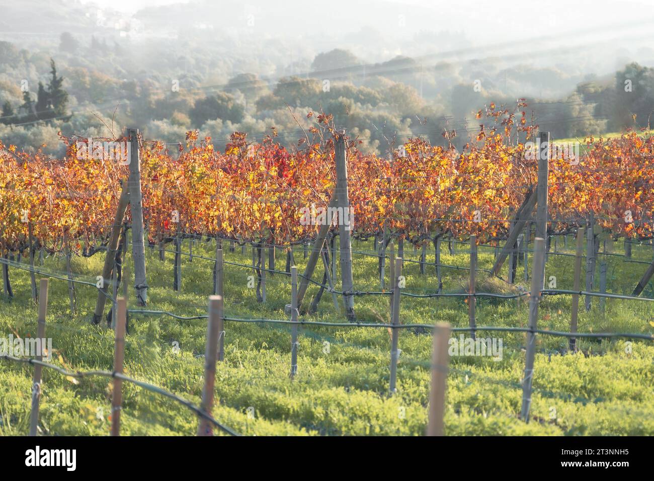 Filari di vite in un grande vigneto sul versante montano in Francia, Italia. Produzione di vino rosso, bianco e rosato in una fattoria locale, in una vecchia cantina. Vite d'uva sulla natura Foto Stock