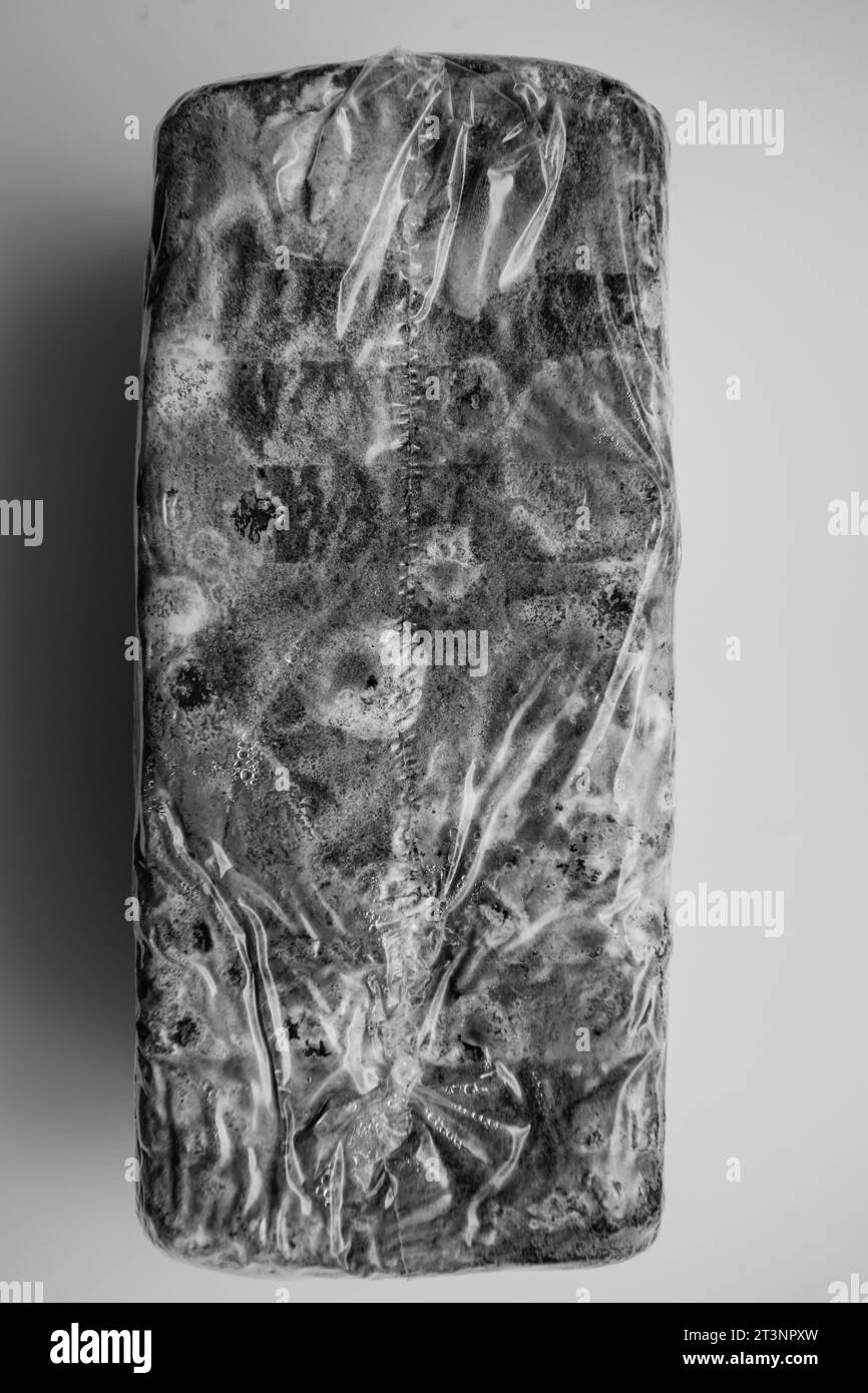 Immagine monocromatica che cattura un pane in un foglio di plastica, pesantemente ricoperto da muffa fungosa. Un chiaro ricordo della deperibilità dei prodotti alimentari Foto Stock