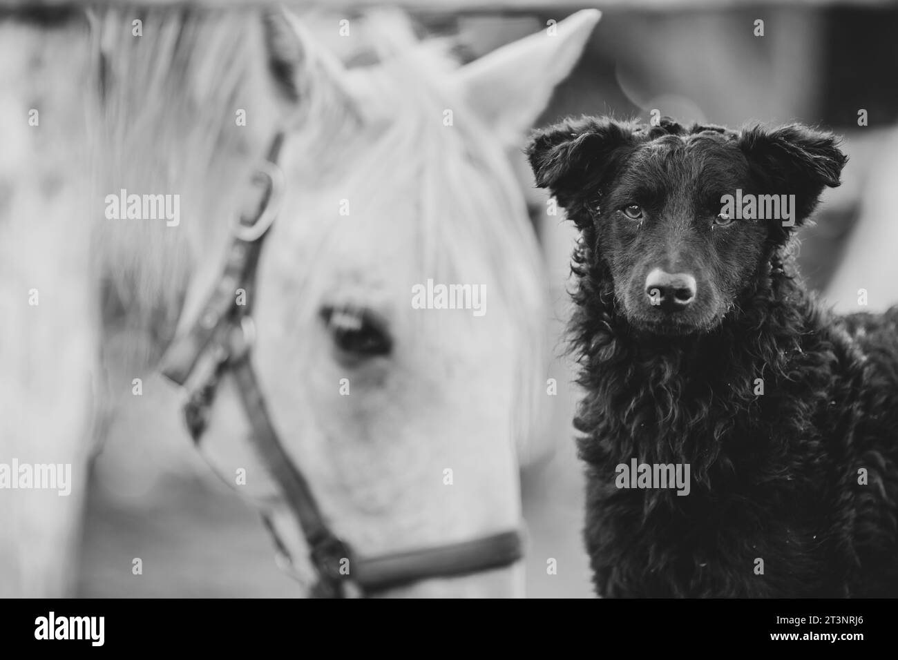 Ritratto del carino cane nero pullin con il suo amico cavallo bianco sullo sfondo, in fattoria Foto Stock