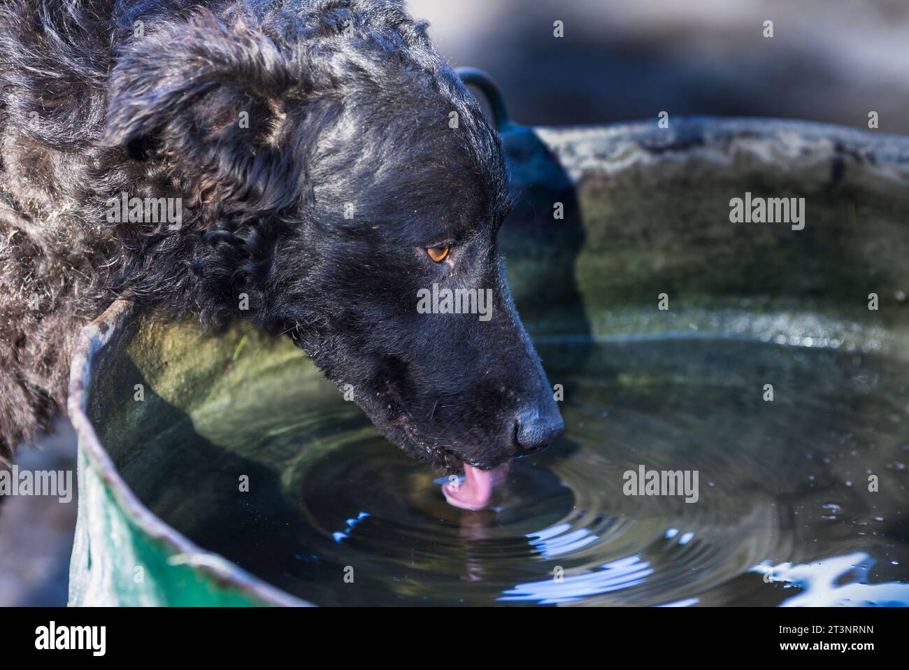Ritratto di un grazioso cane nero che tira acqua piovana potabile dalla canna del ranch Foto Stock