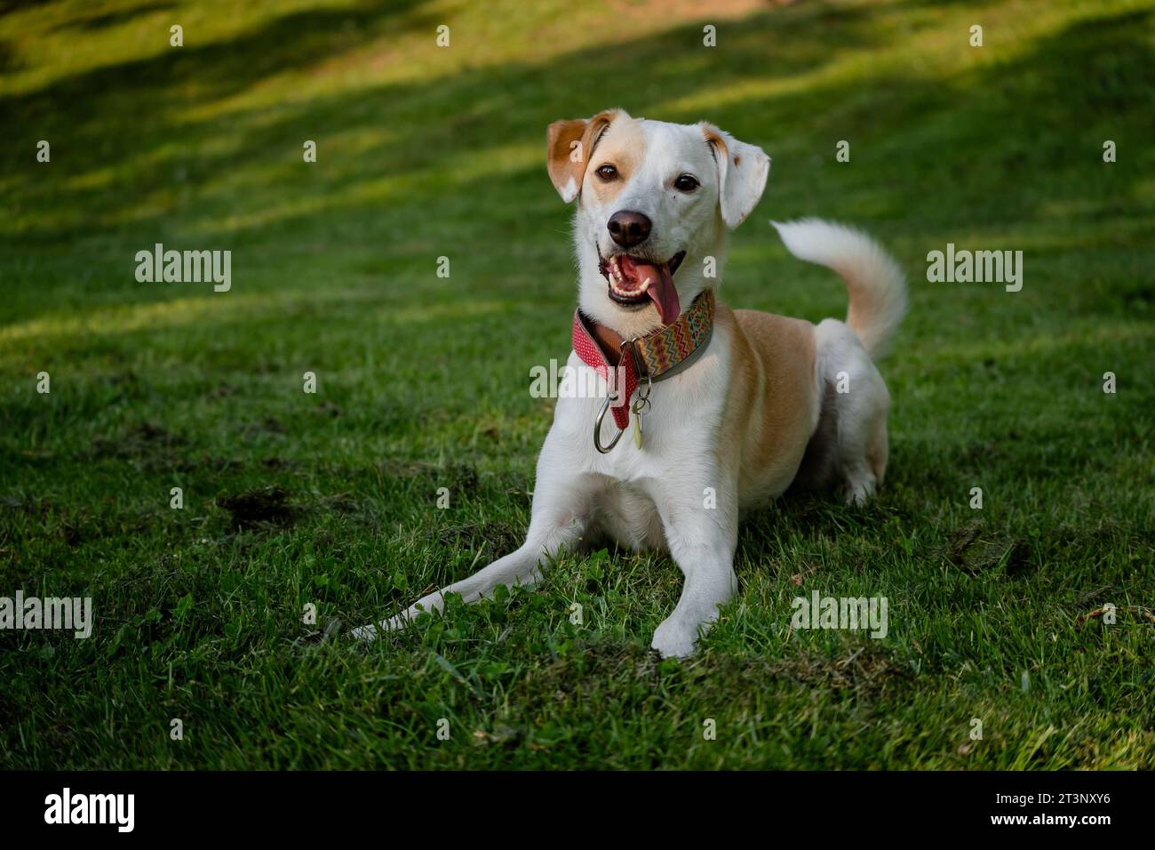 Cane femmina adulto felice sdraiato sull'erba verde in un parco di Madrid Foto Stock