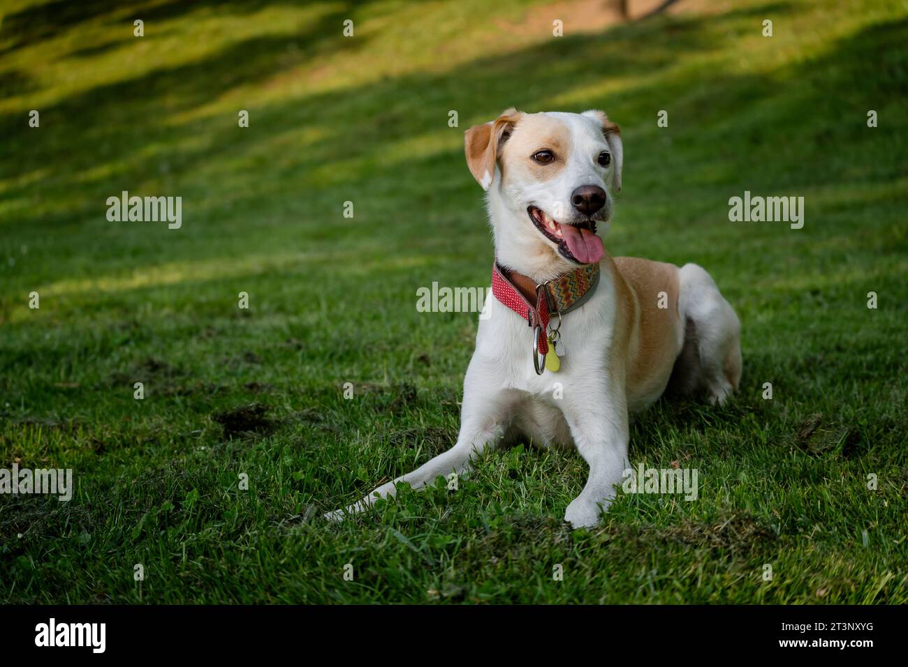 Cane femmina adulto felice sdraiato sull'erba verde in un parco di Madrid Foto Stock