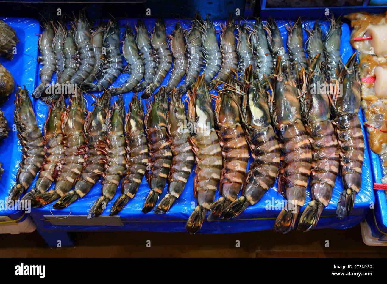 Mercato del pesce a Seul, Corea del Sud. Aragoste spinose al mercato del pesce di Noryangjin. Foto Stock