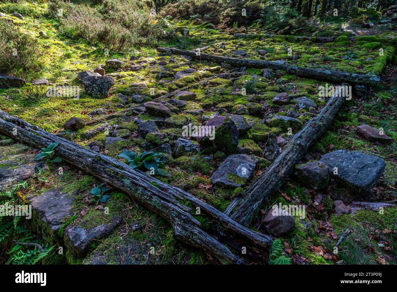 Murus gallicus al campo celtico di la Bure Camp celtique de la Bure. Il campo celtico di la Bure, un alto sito fortificato che confina con la Haute-Meurthe va Foto Stock