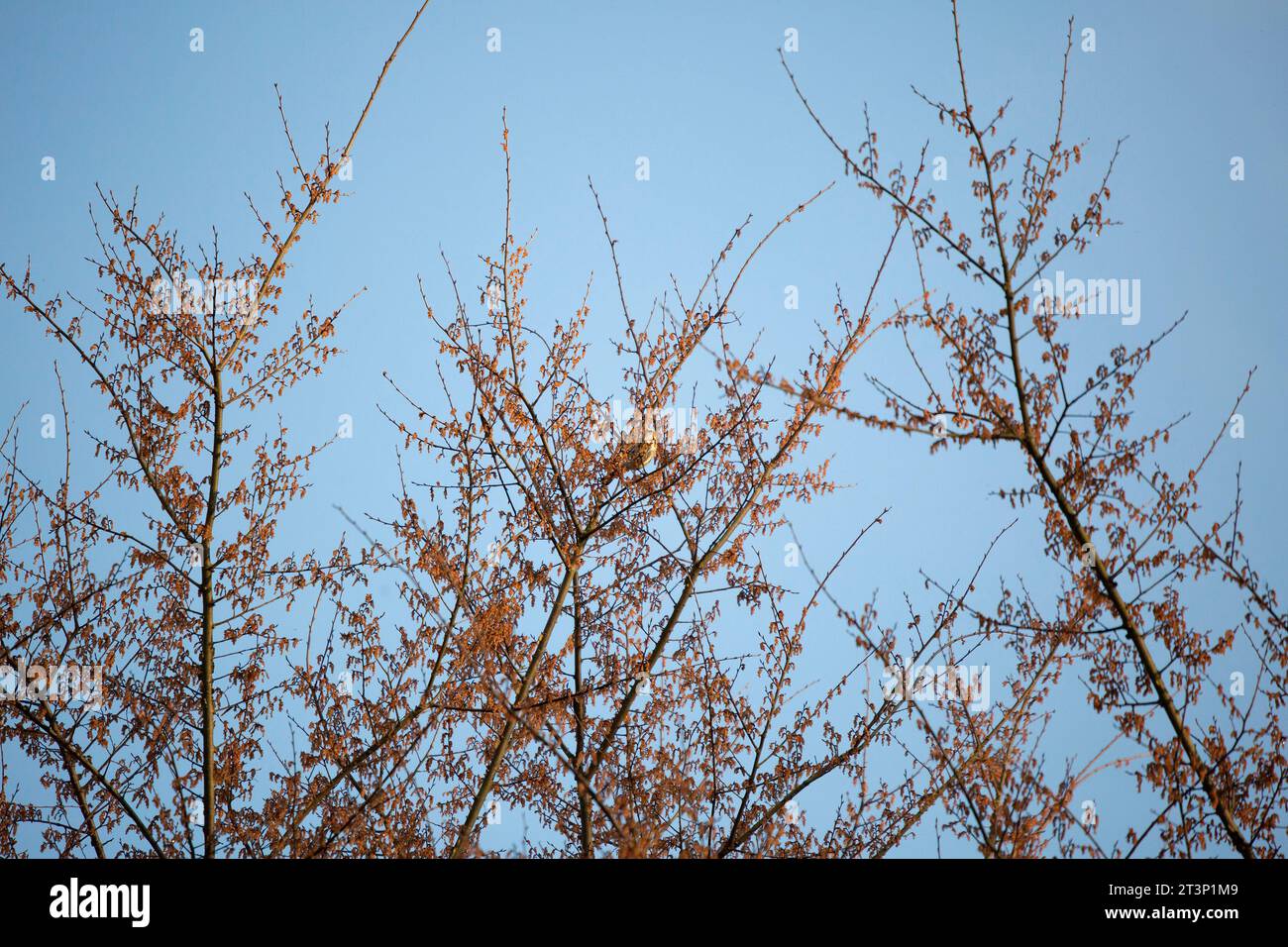 Parula a balestra gialla (Setophaga coronata) che si allontana su un albero rosso Foto Stock