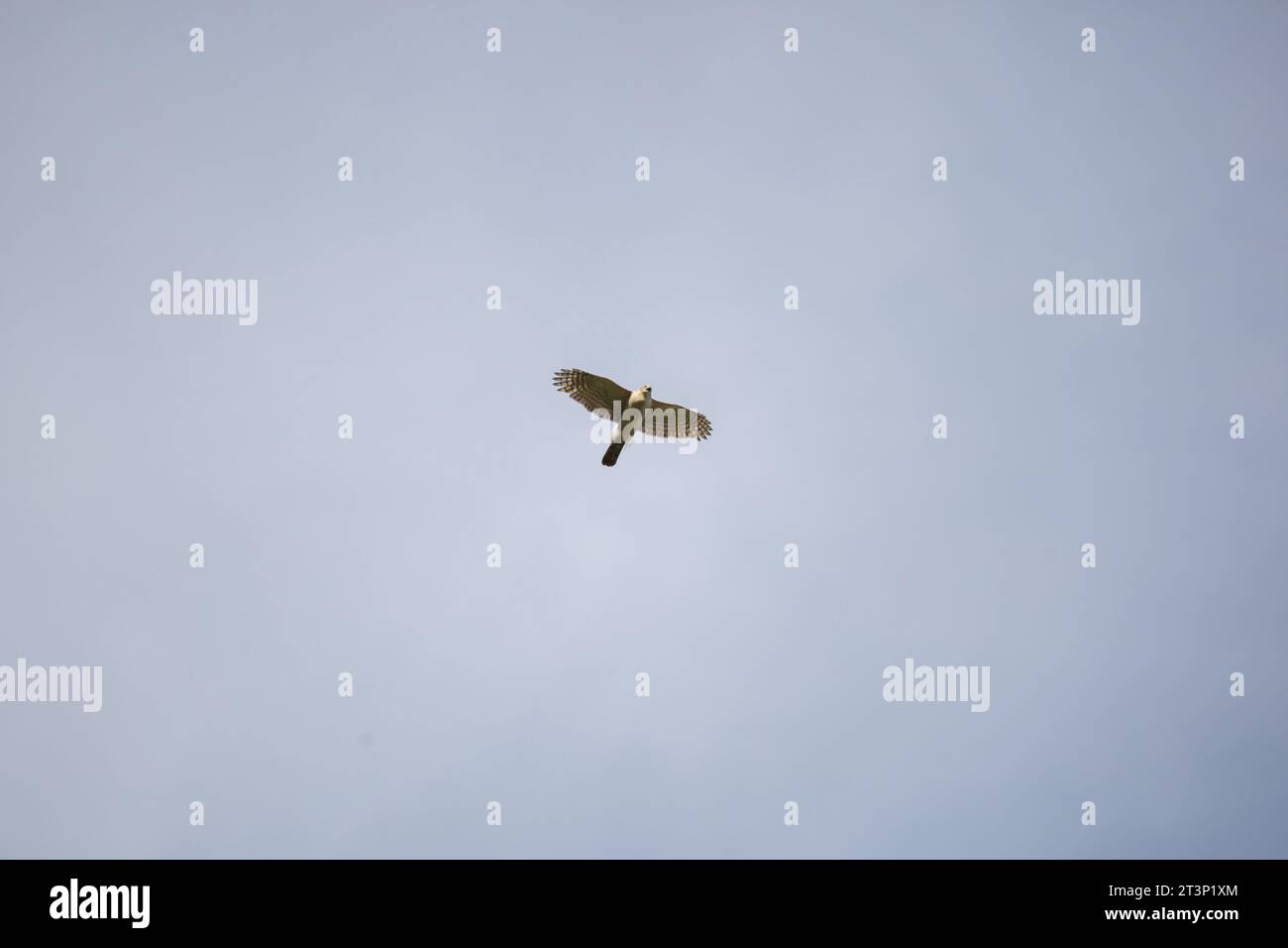 Il falco di Cooper (Accipiter cooperii) urla mentre vola attraverso il cielo blu Foto Stock