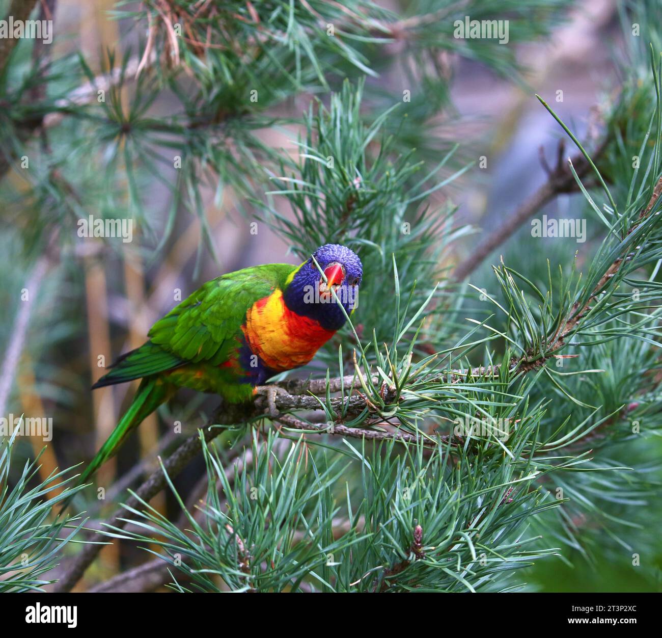 Rainbow Lorikeet Foto Stock