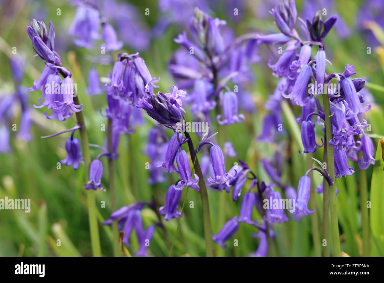 Primo piano di campanelle selvatiche in un bosco primaverile Foto Stock