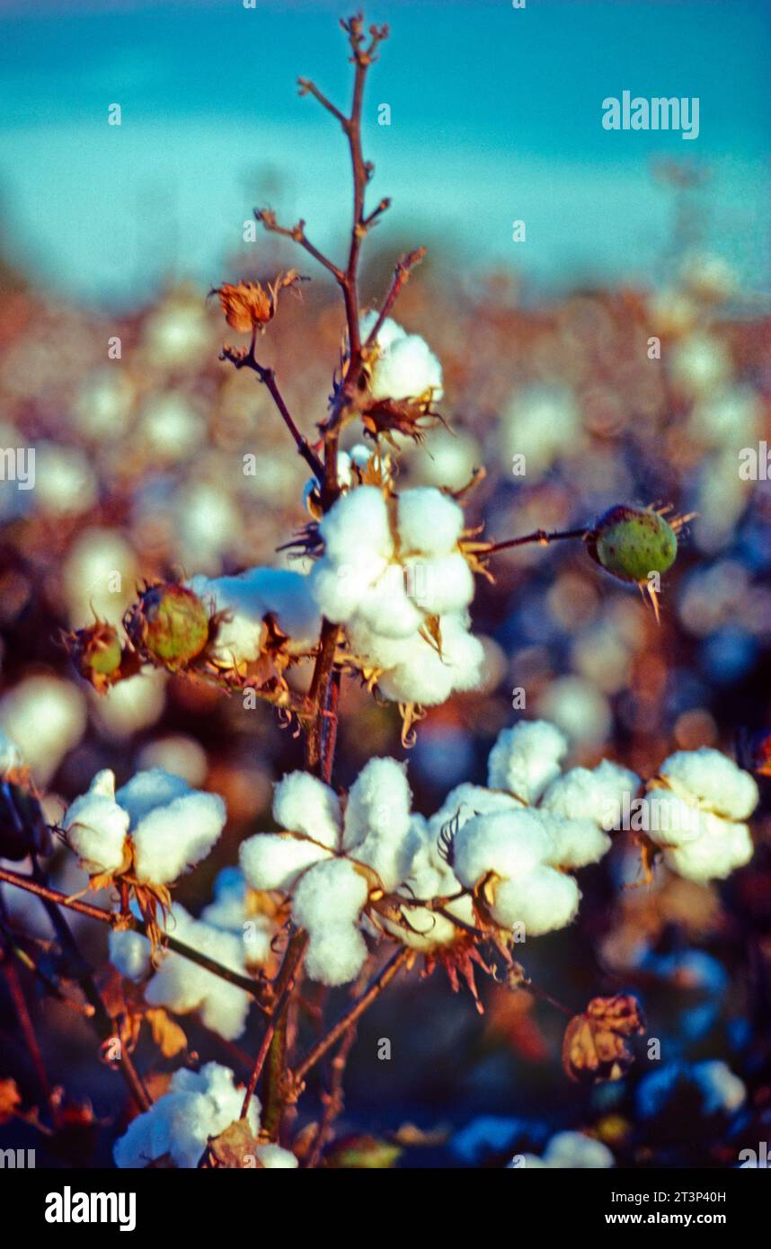 Australia. Agricoltura. Primo piano della pianta di cotone in crescita. Foto Stock