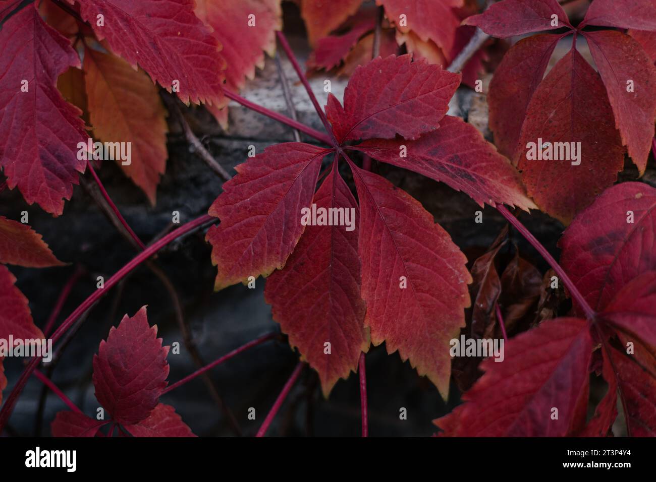 Sfondo botanico autunnale scuro con foglie viventi di edera di colore rosso brillante e ricco. Foglia affilata. Foto di alta qualità Foto Stock