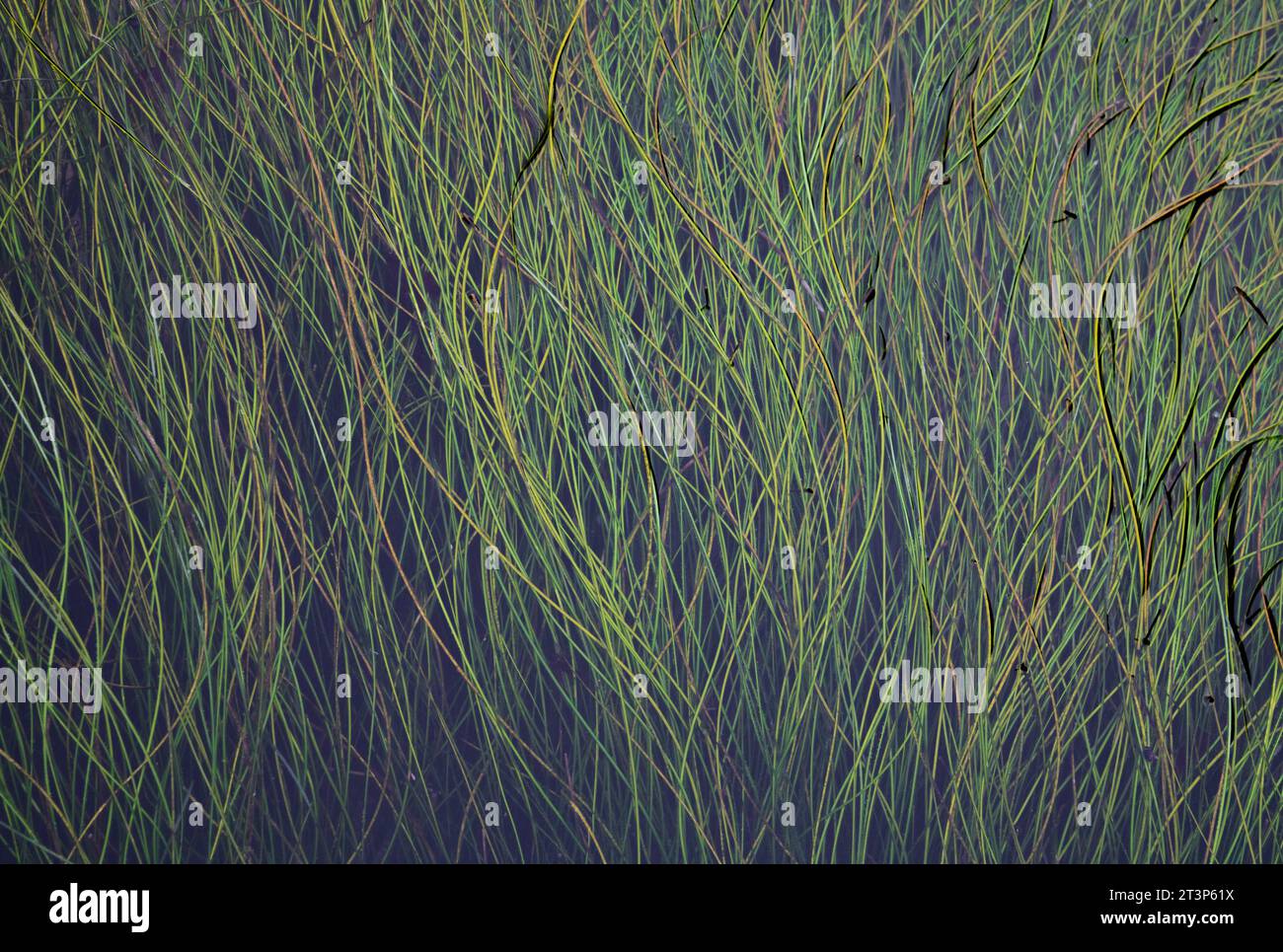 Telaio completo di agrassi galleggianti sulla superficie dell'acqua Foto Stock